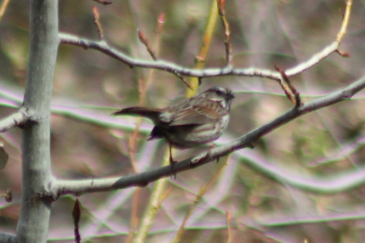 Song Sparrow (montana/merrilli) - ML608435402