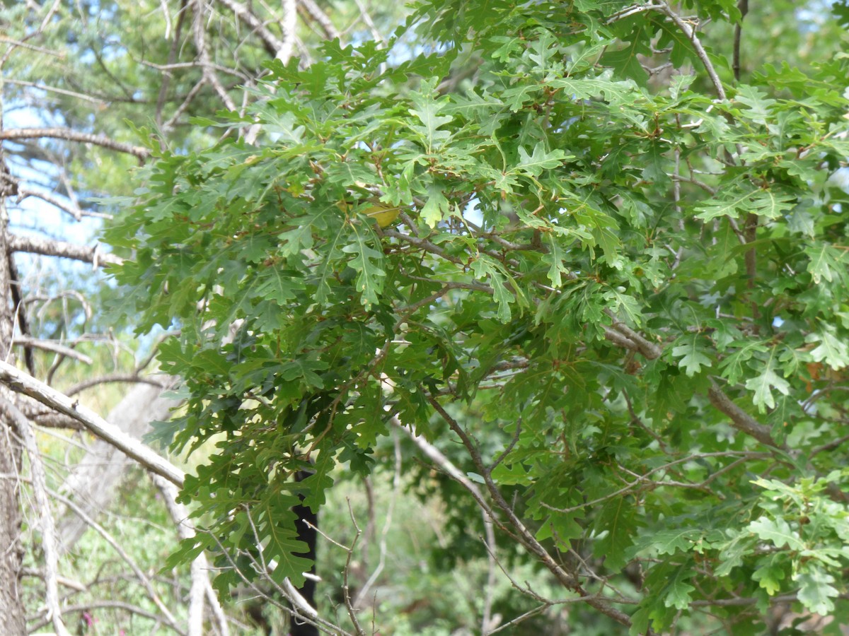 Orange-crowned Warbler - ML608435465
