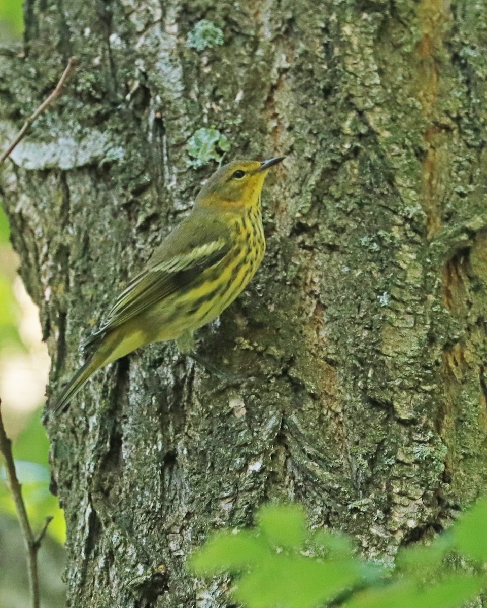 Cape May Warbler - ML608435548