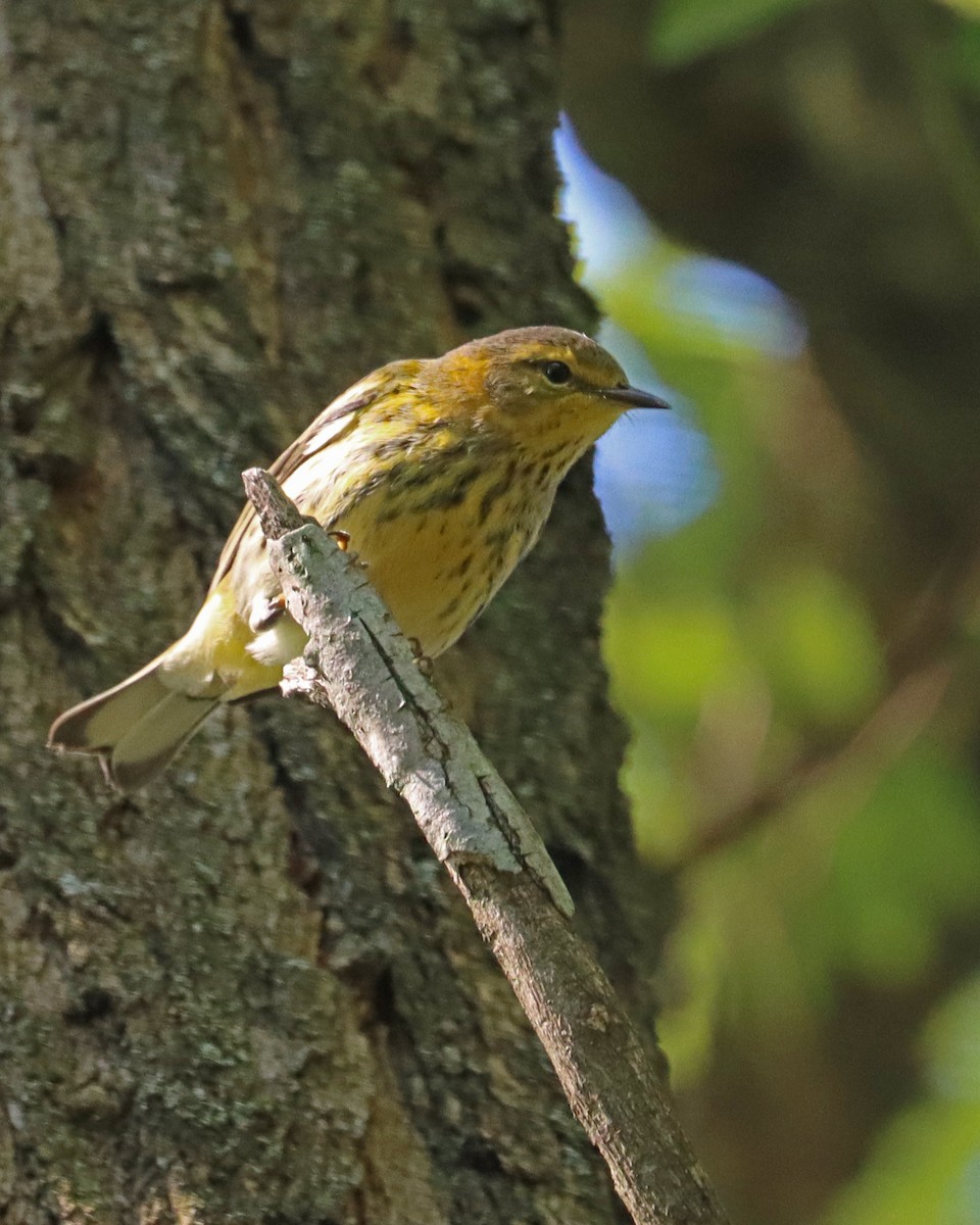 Cape May Warbler - ML608435563