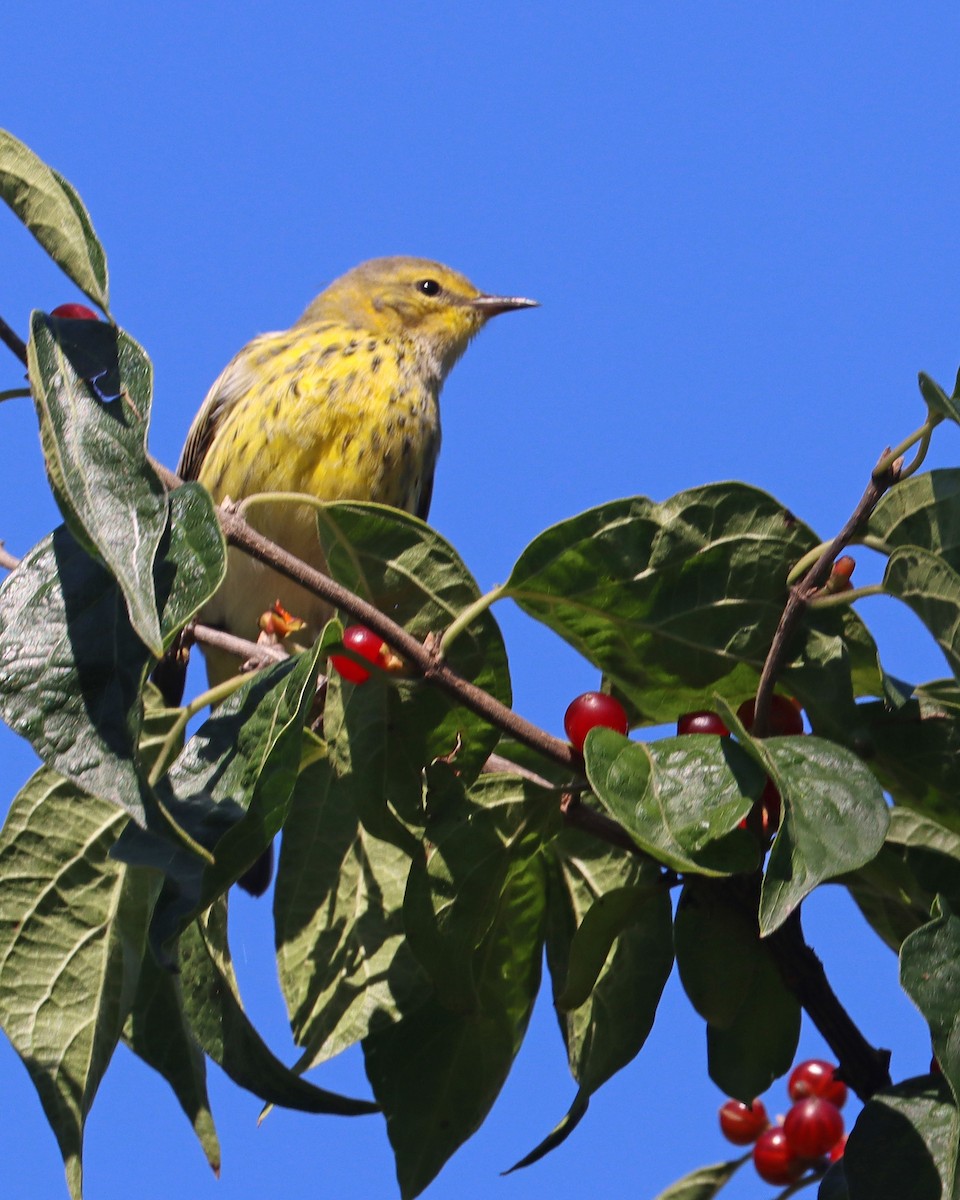 Cape May Warbler - ML608435584