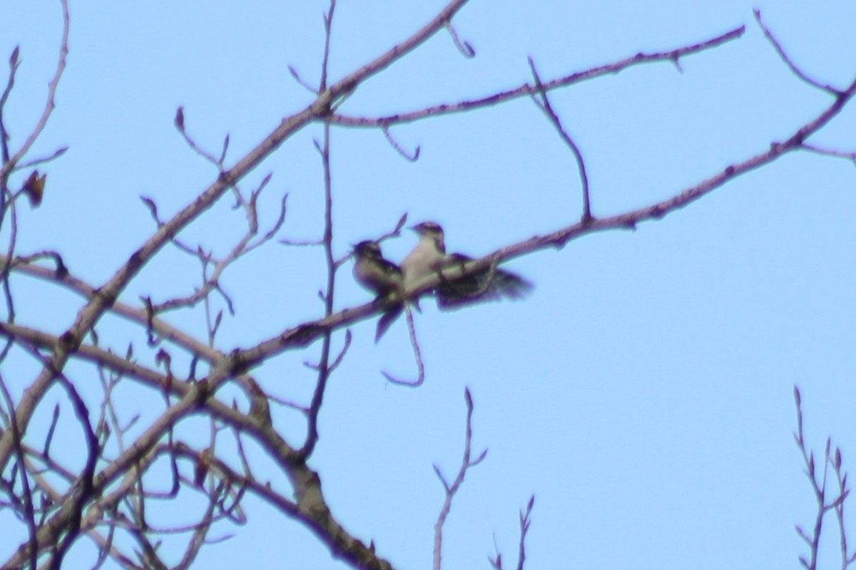 Downy Woodpecker (Rocky Mts.) - ML608435944