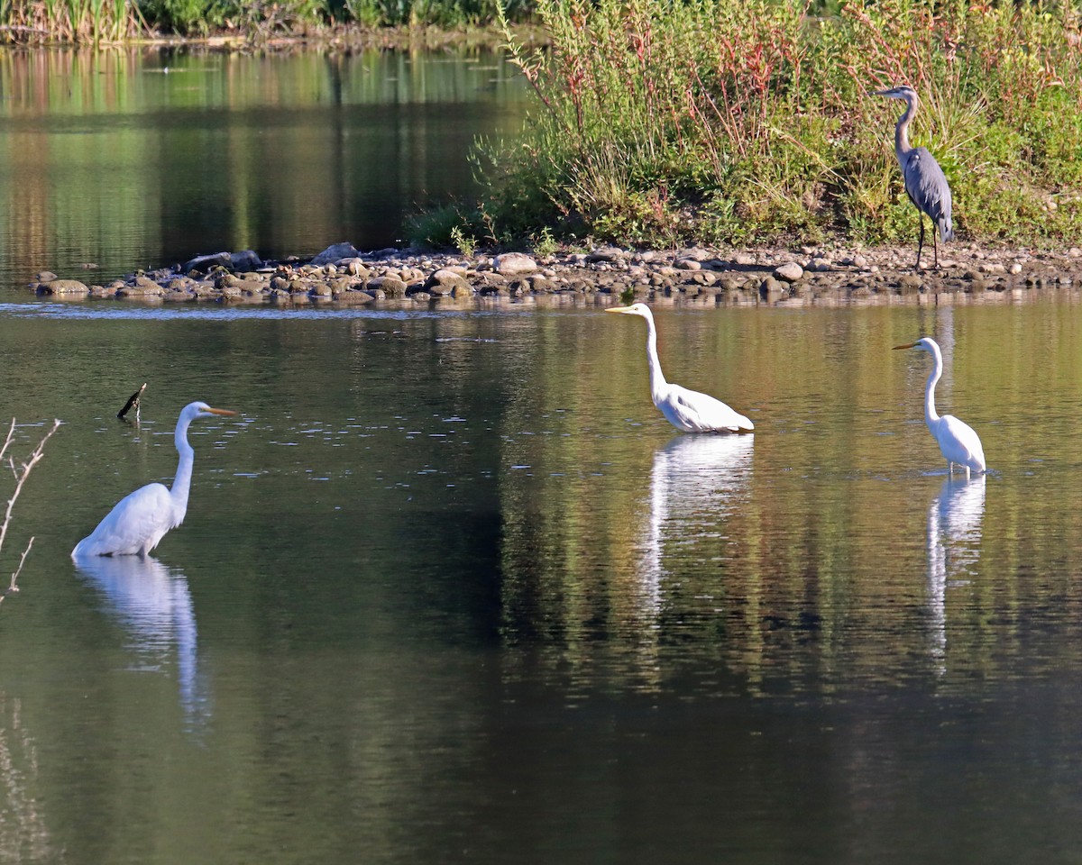 Great Egret - ML608435991