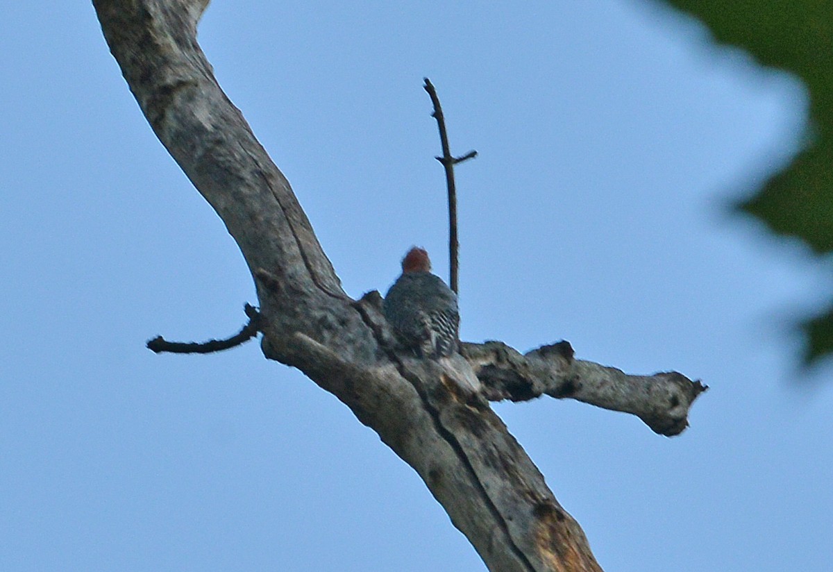 Red-bellied Woodpecker - ML608436764