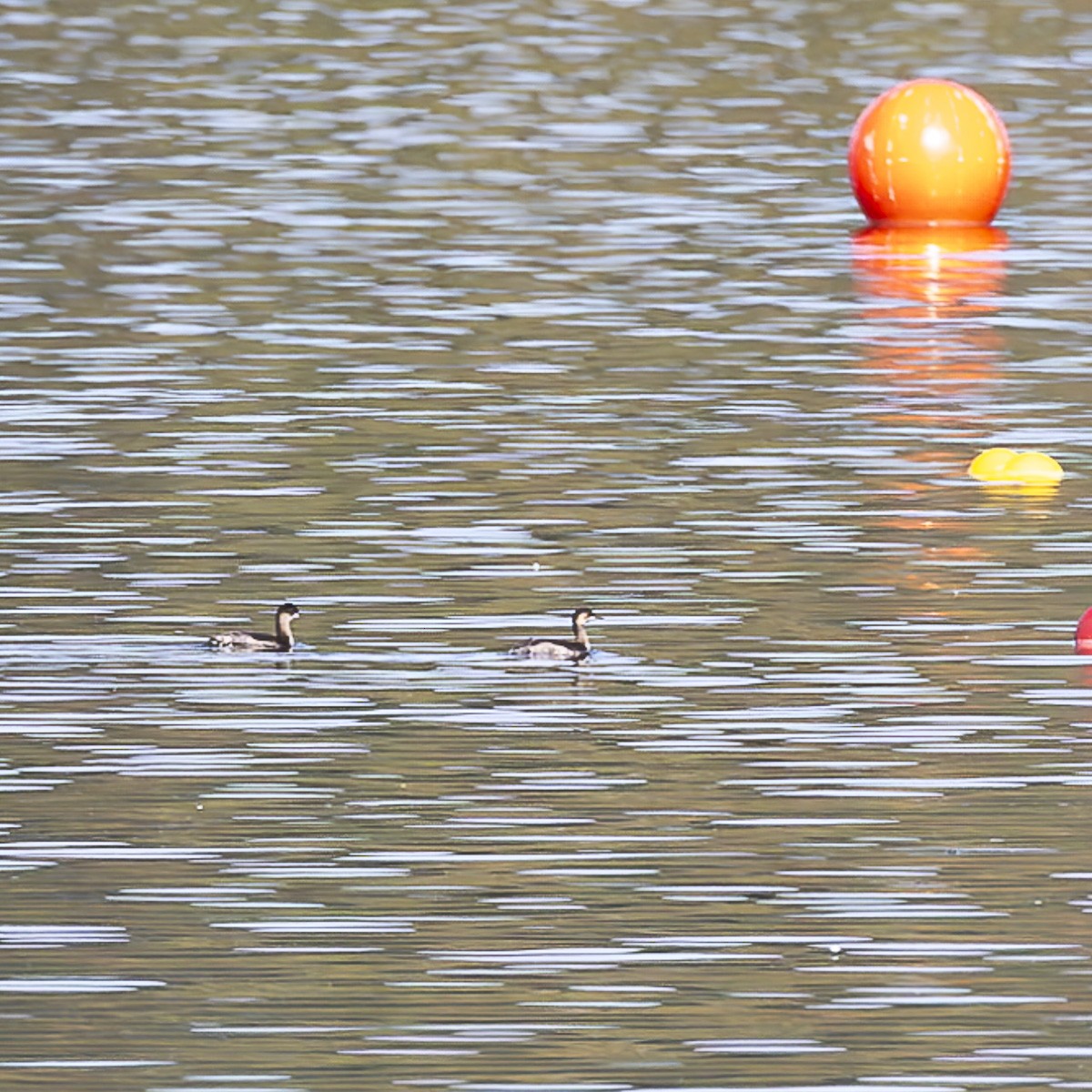 New York Breeding Bird Atlas Checklist - 3 Sep 2023 - Rockland Lake SP