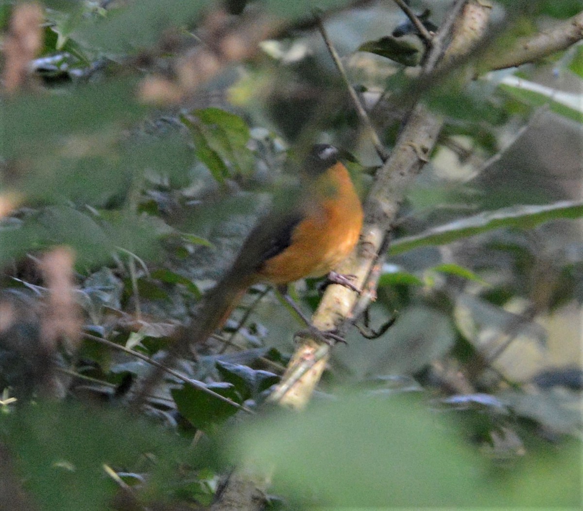 Gray-winged Robin-Chat - ML608437256