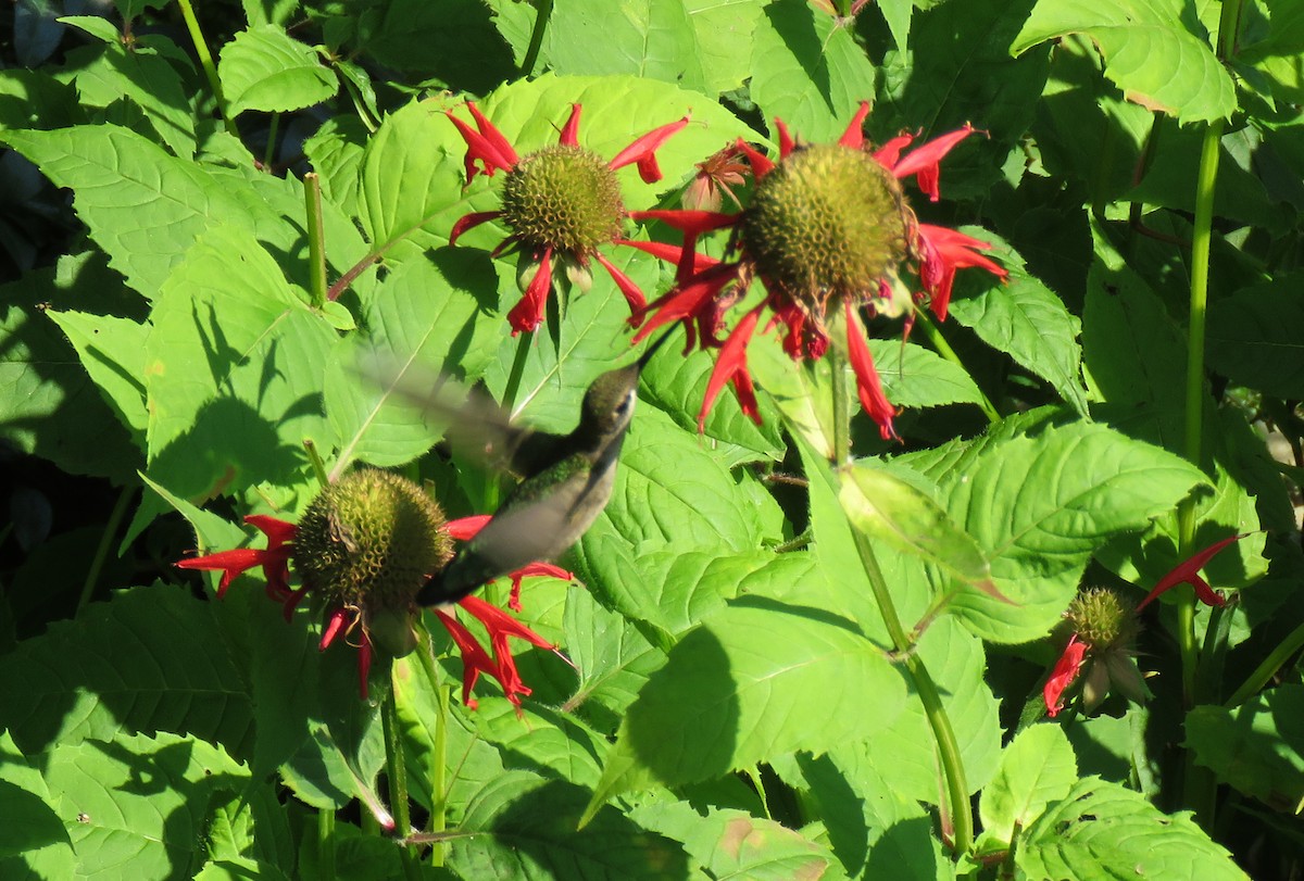 Black-chinned Hummingbird - Michael Morris