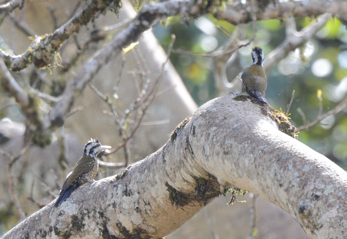 Golden-crowned Woodpecker - ML608437624