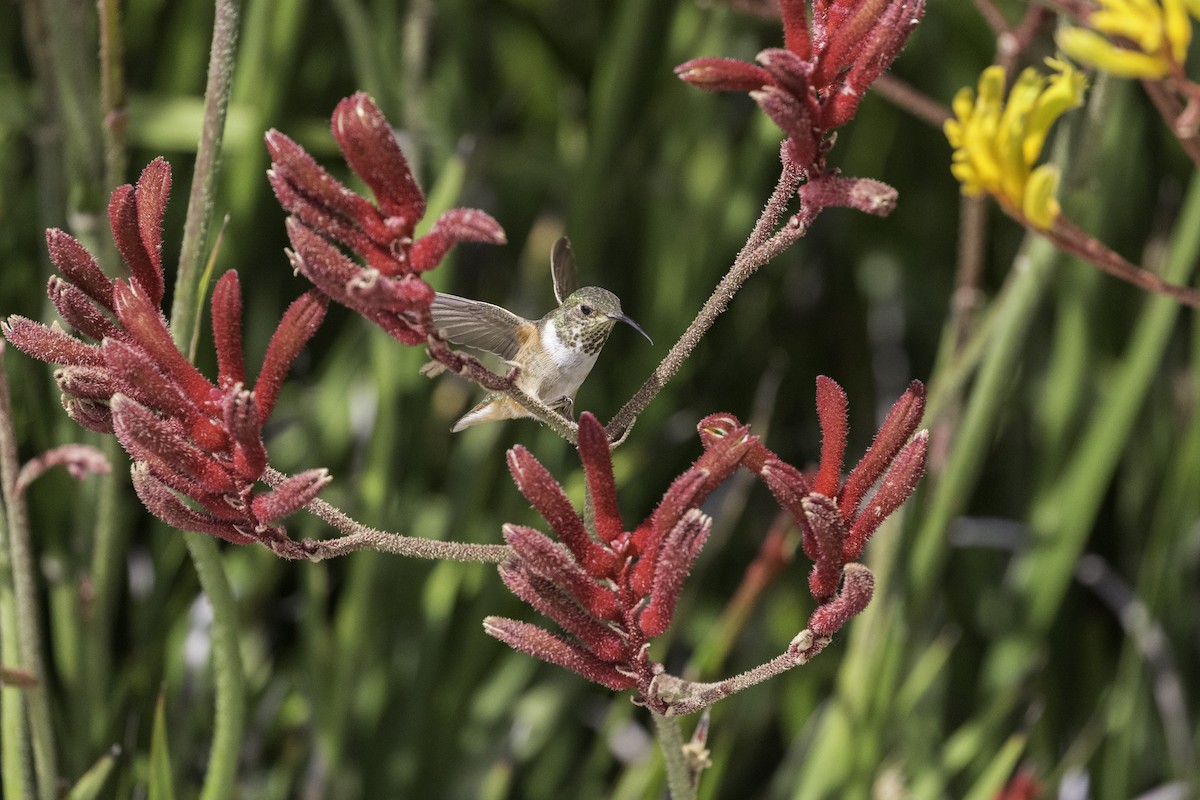 Allen's Hummingbird - Anthony Gliozzo