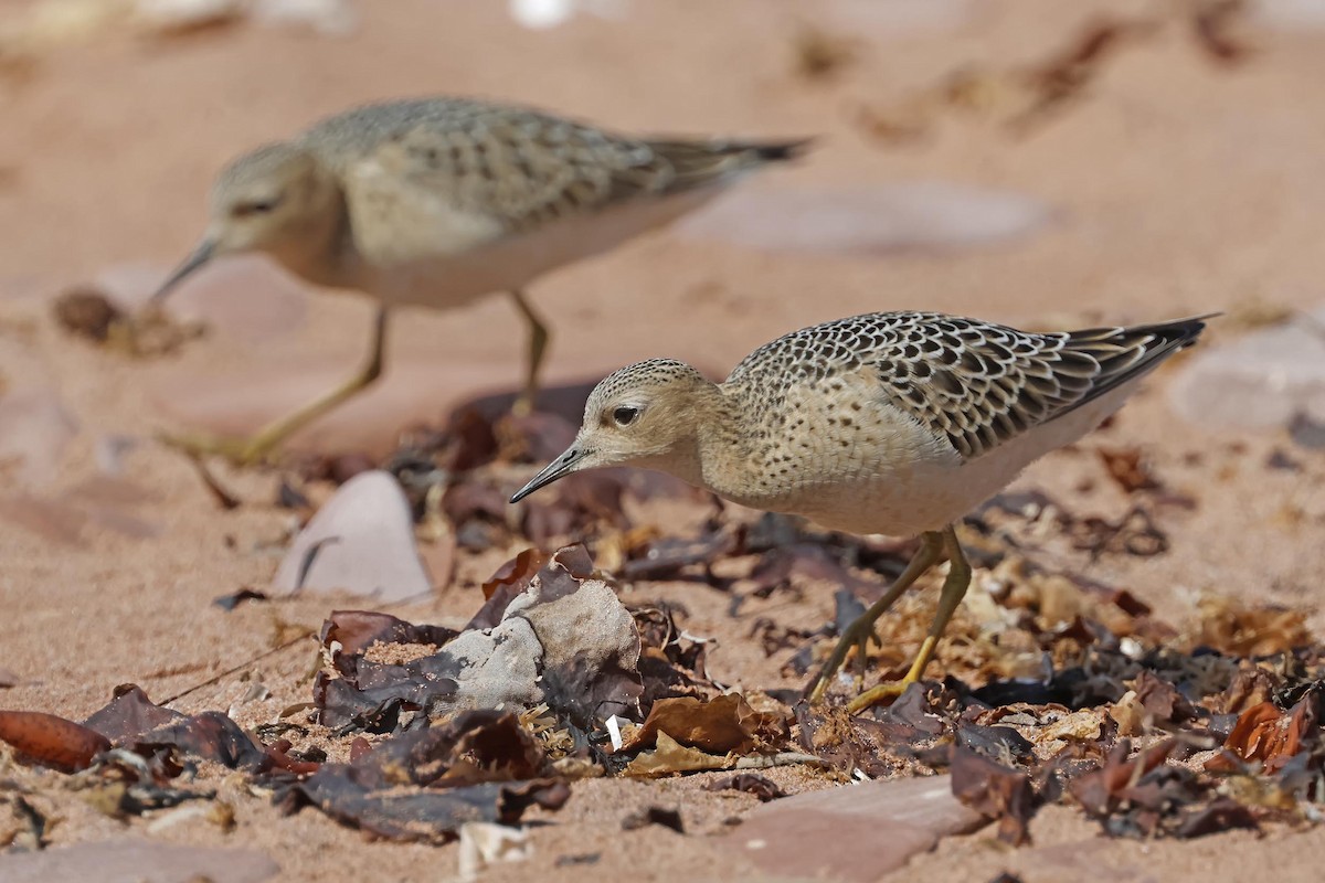 eBird Checklist 3 Sep 2023 Site historique du BancdePêchede