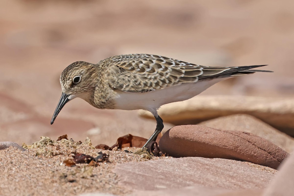 eBird Checklist 3 Sep 2023 Site historique du BancdePêchede