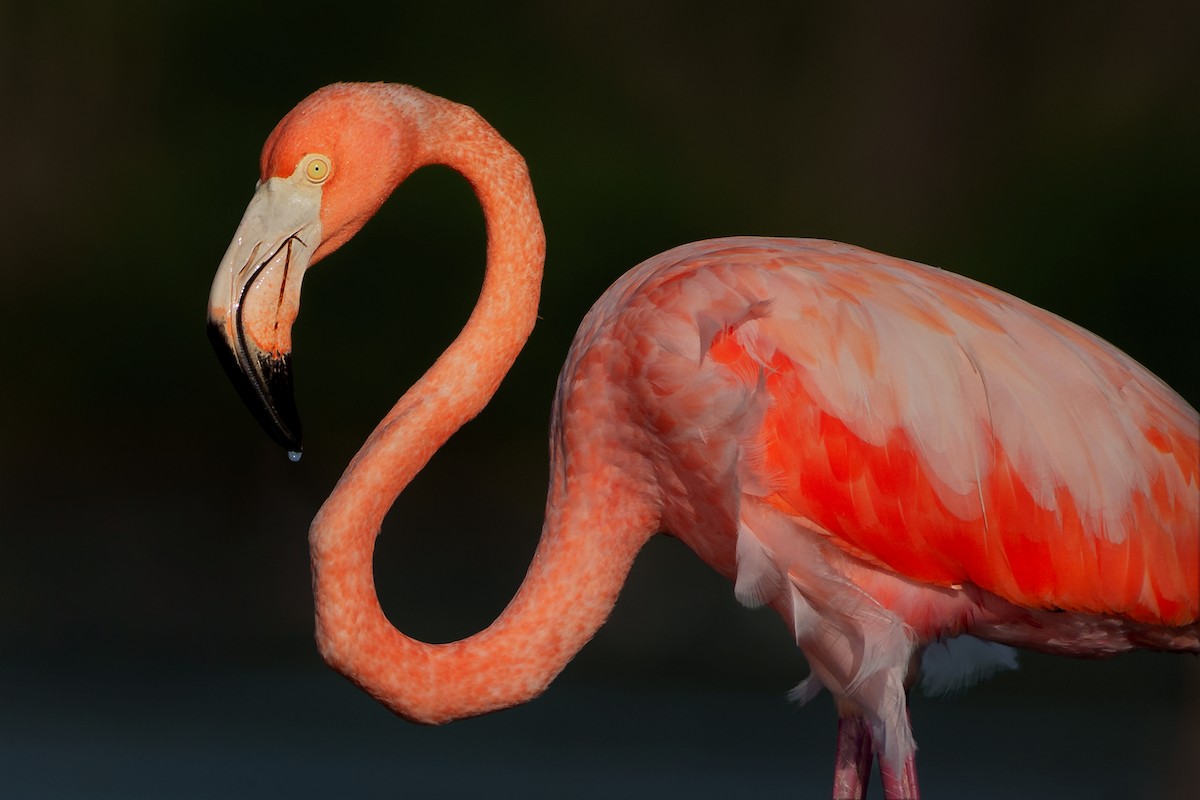 Amerika Flamingosu - ML608437950