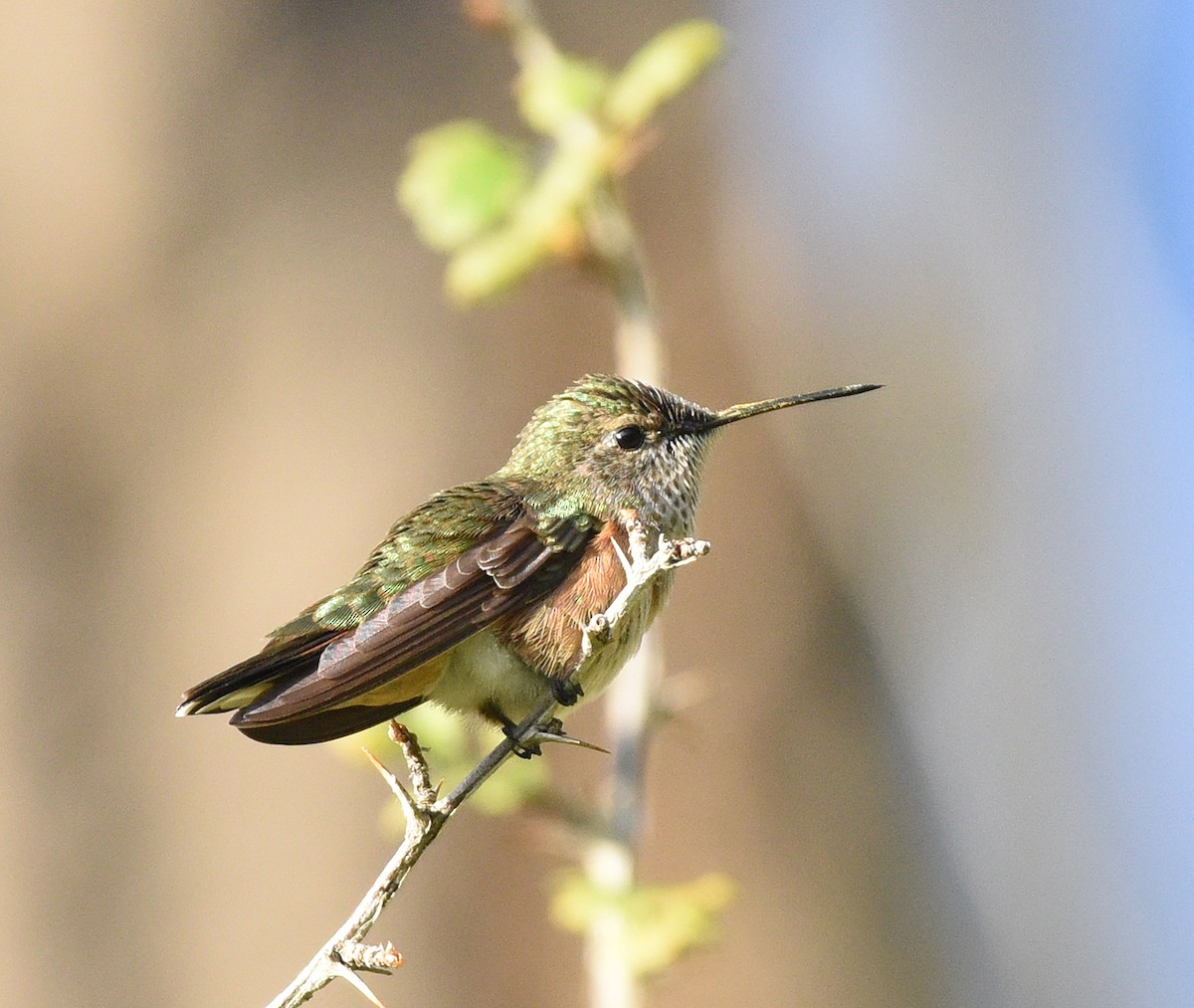 Calliope Hummingbird - ML608438414