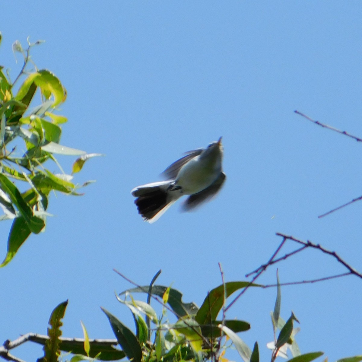Blue-gray Gnatcatcher (obscura Group) - ML608438518