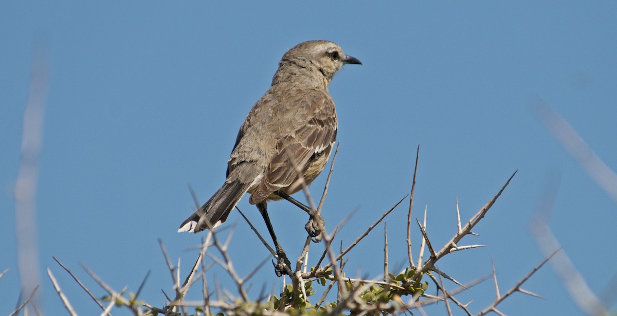 Patagonian Mockingbird - ML608438943