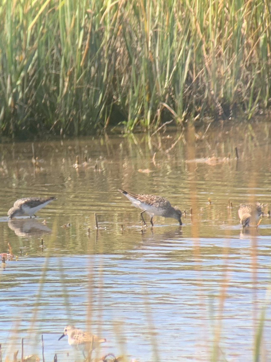 EBird Checklist 3 Sep 2023 Squantum Marshes 29 Species