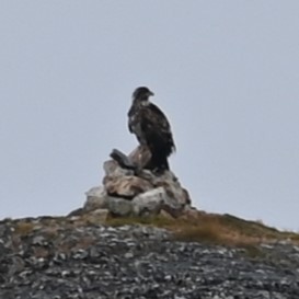 White-tailed Eagle - ML608440152