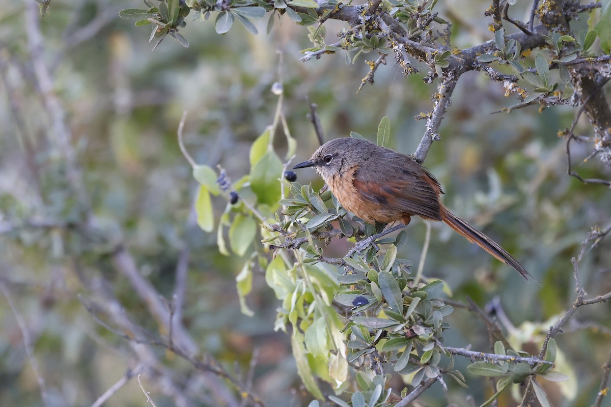 Russet-bellied Spinetail - ML608440408