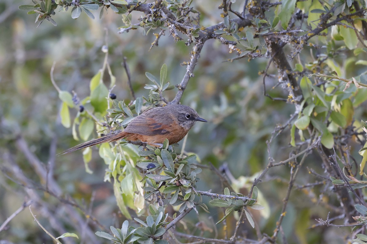 Russet-bellied Spinetail - ML608440409