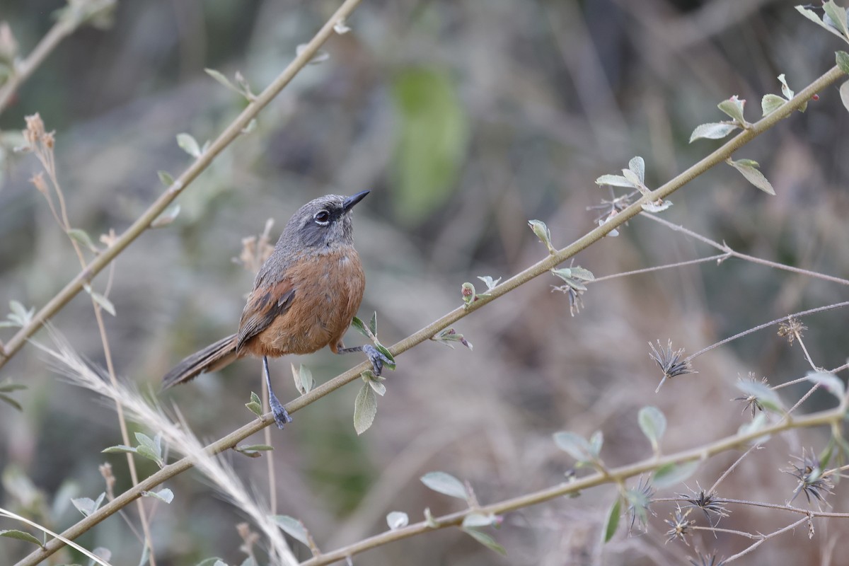 Russet-bellied Spinetail - ML608440410