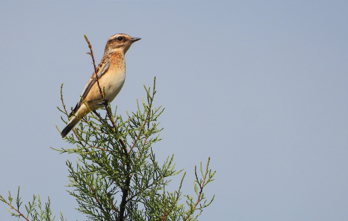 Whinchat - ML608440413
