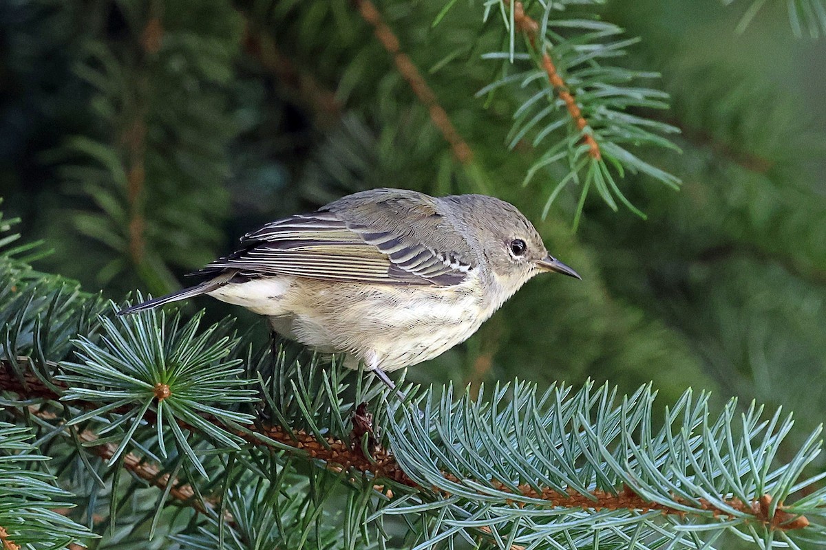 Cape May Warbler - ML608440599