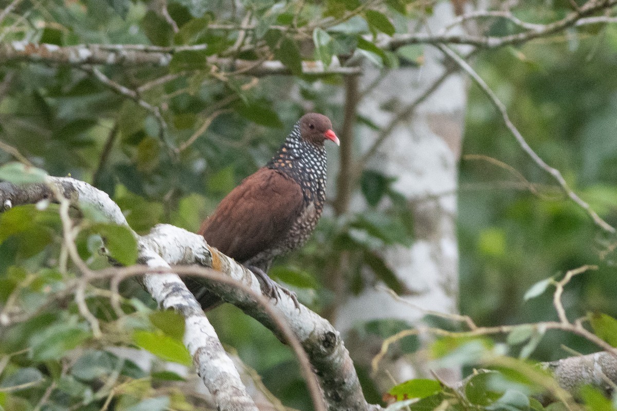 Scaled Pigeon - ML608441300