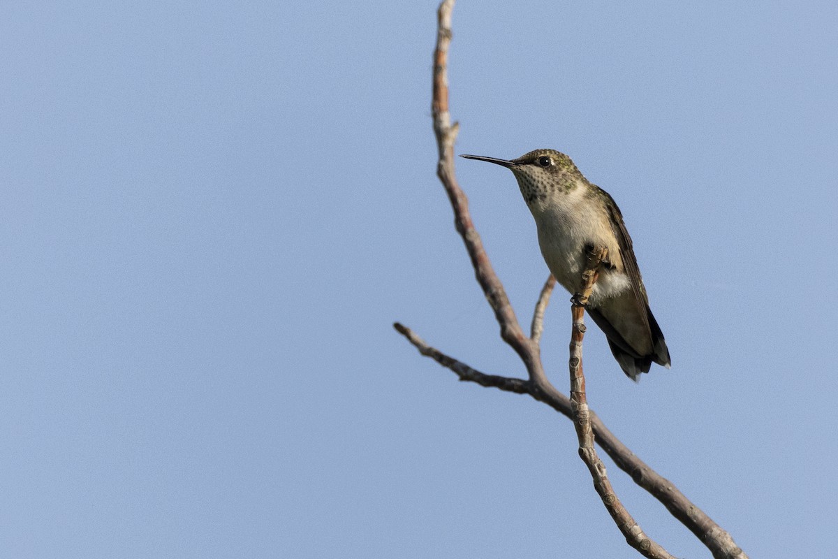 Ruby-throated Hummingbird - ML608441415