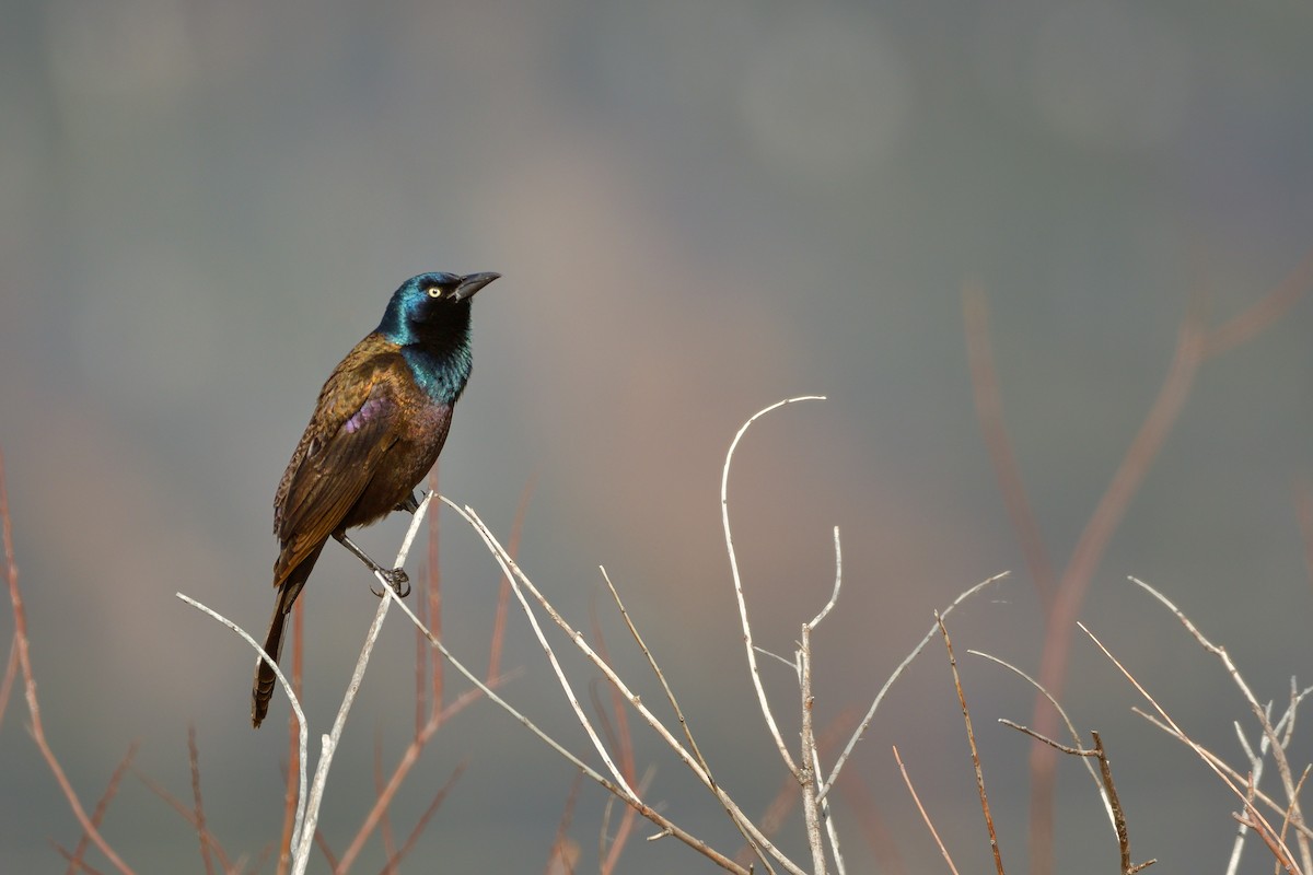 Common Grackle - Victor & Sophie