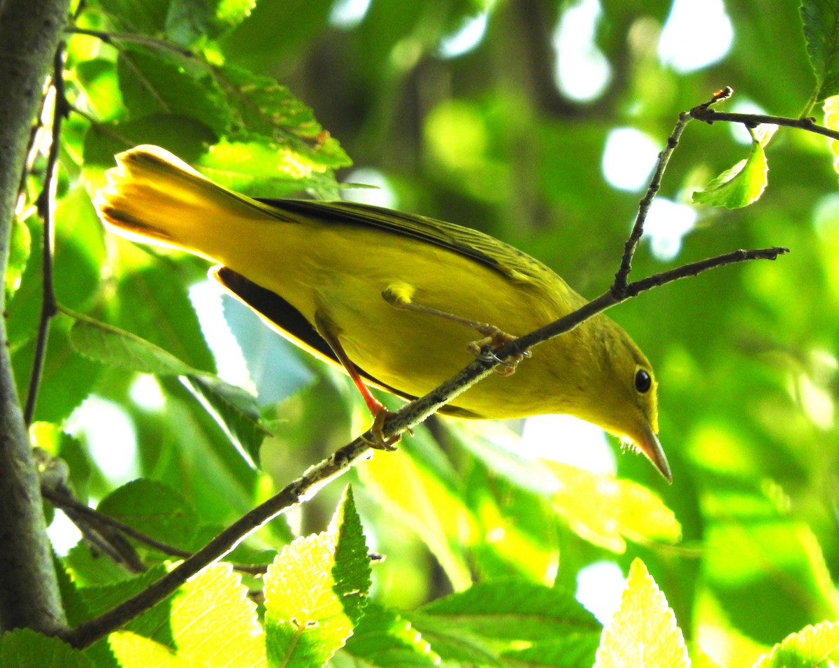 Yellow Warbler - ML608441627