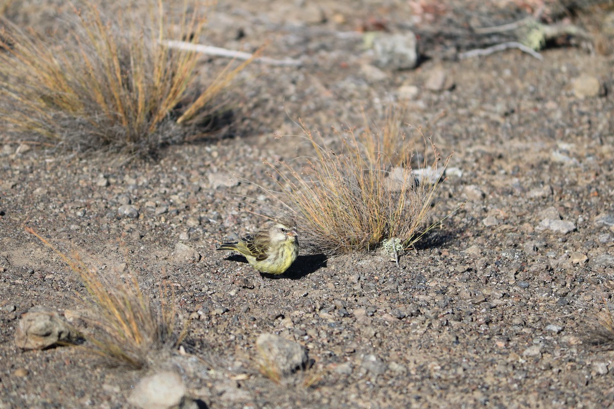 Yellow-fronted Canary - ML608441919