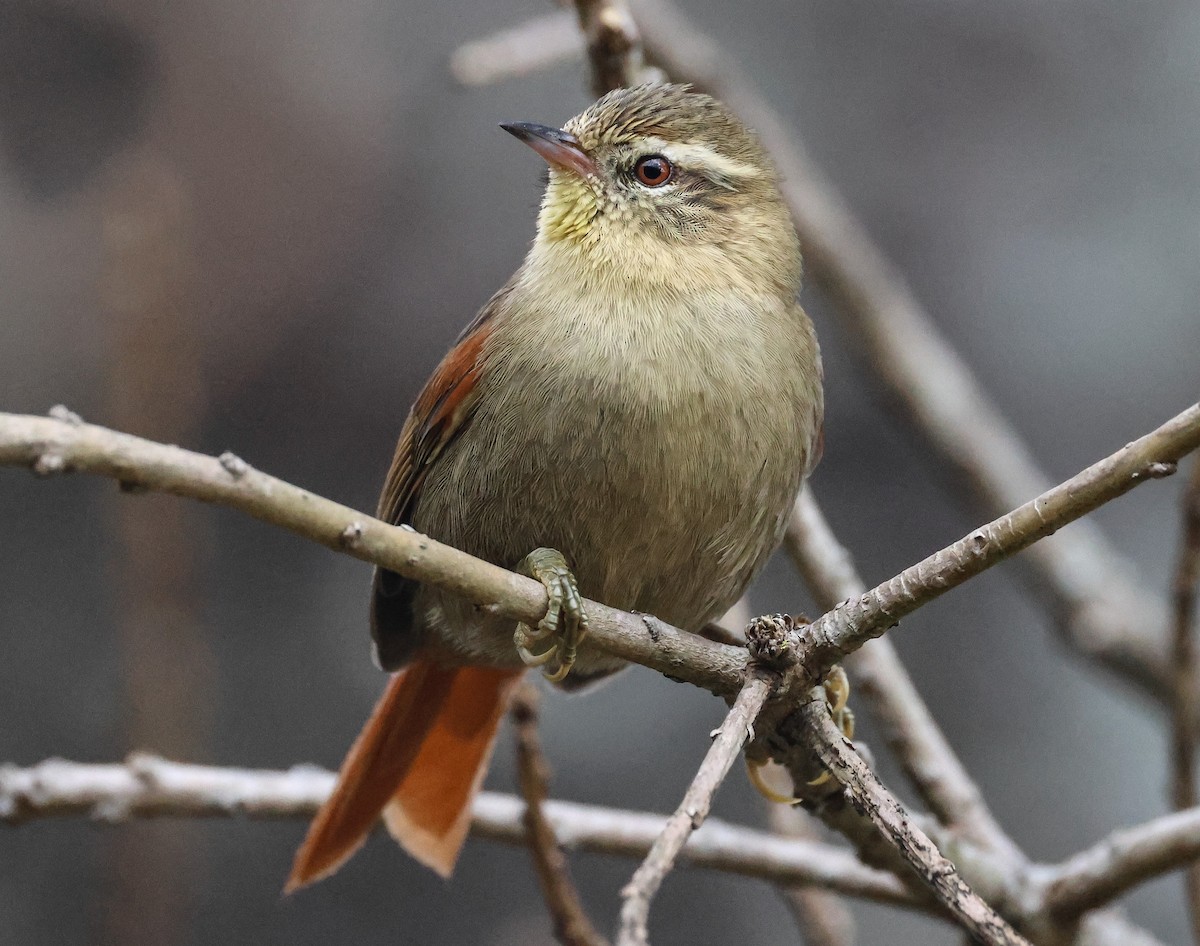 Olive Spinetail - ML608441934