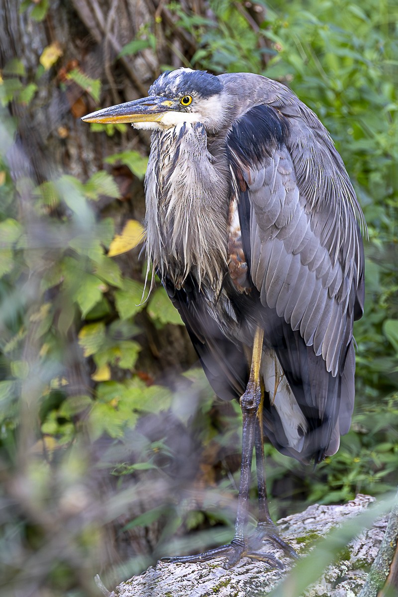 New York Breeding Bird Atlas Checklist - 3 Sep 2023 - Rockland Lake SP