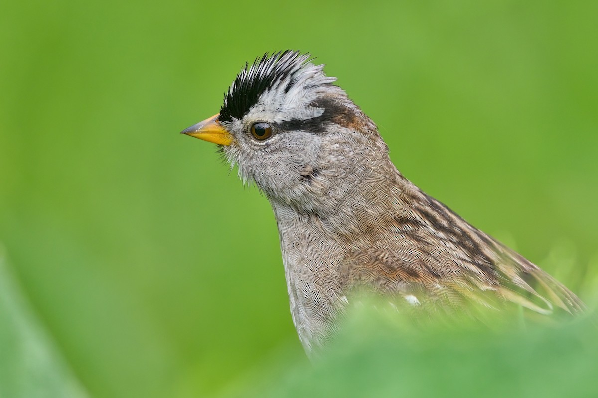 White-crowned Sparrow - ML608443882
