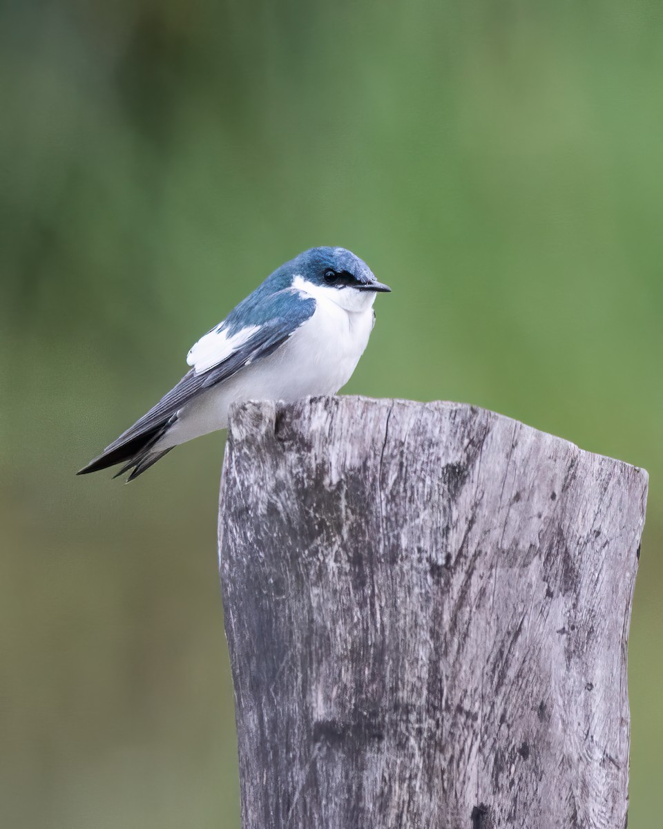 White-winged Swallow - ML608443900
