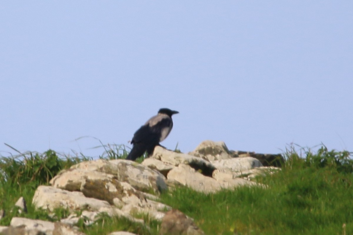Hooded Crow - ML608444910