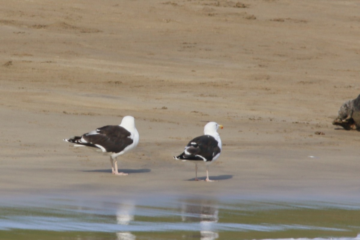 Great Black-backed Gull - Kevin Lester
