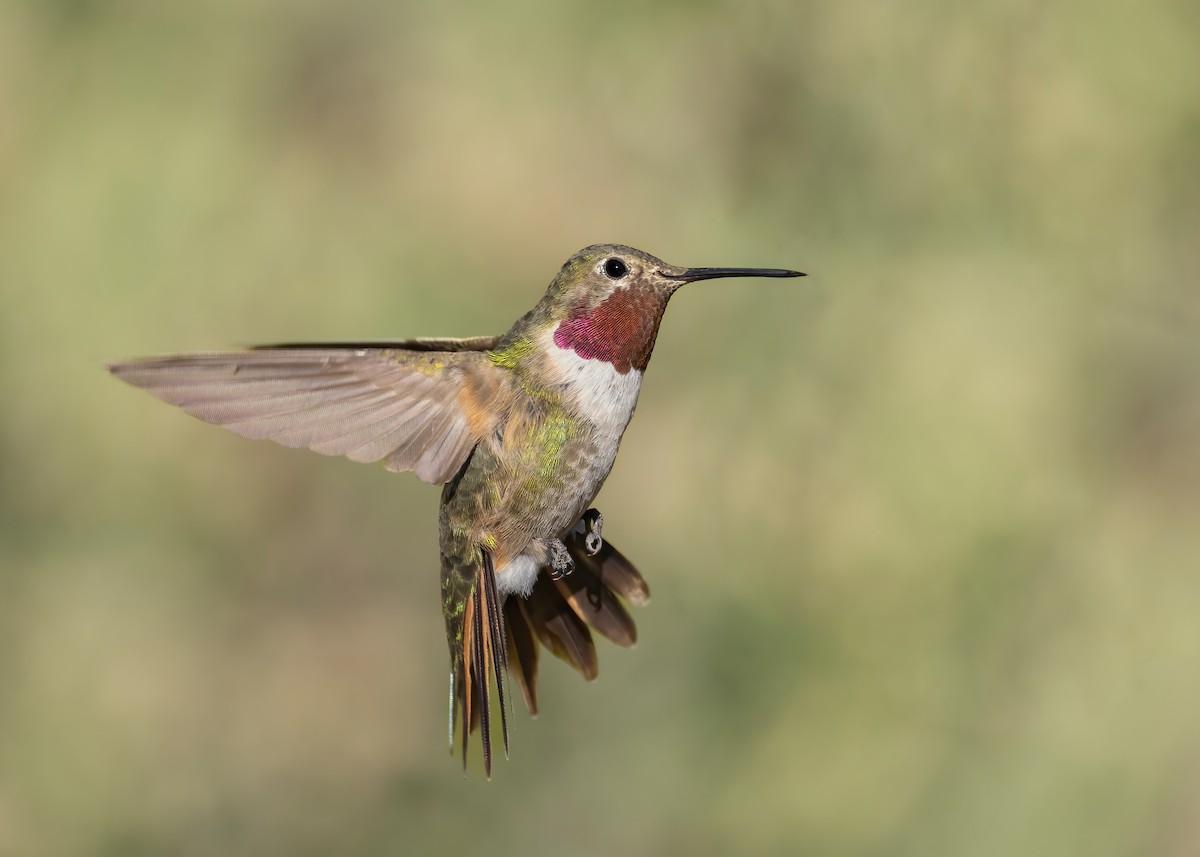 Broad-tailed Hummingbird - ML608445445