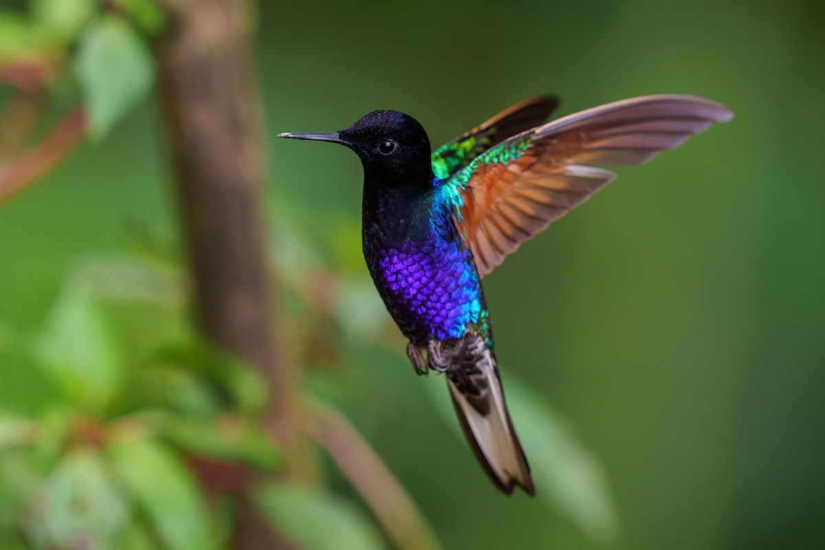 kolibřík hyacintový - ML608445494