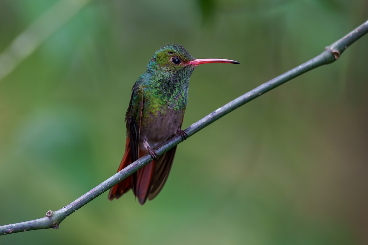 Rufous-tailed Hummingbird - ML608445529