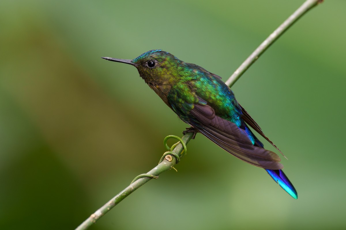 Violet-tailed Sylph - ML608445545