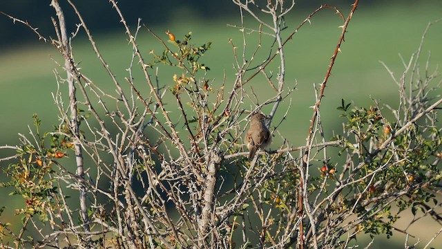 Spectacled Warbler - ML608445797