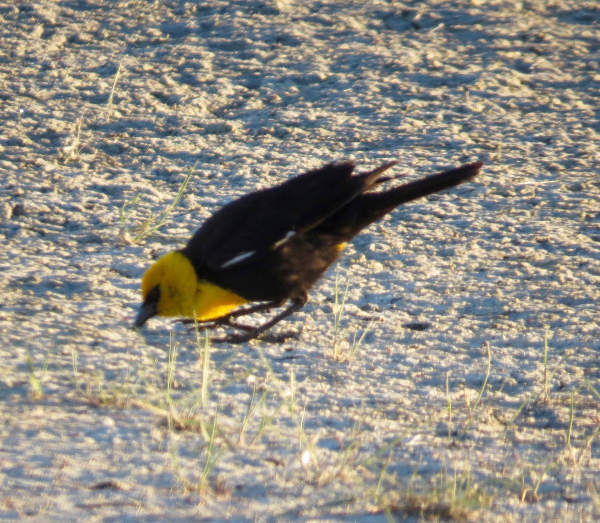 Yellow-headed Blackbird - ML60844591