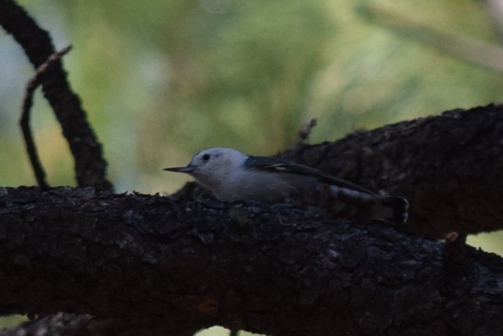 White-breasted Nuthatch - ML608446186