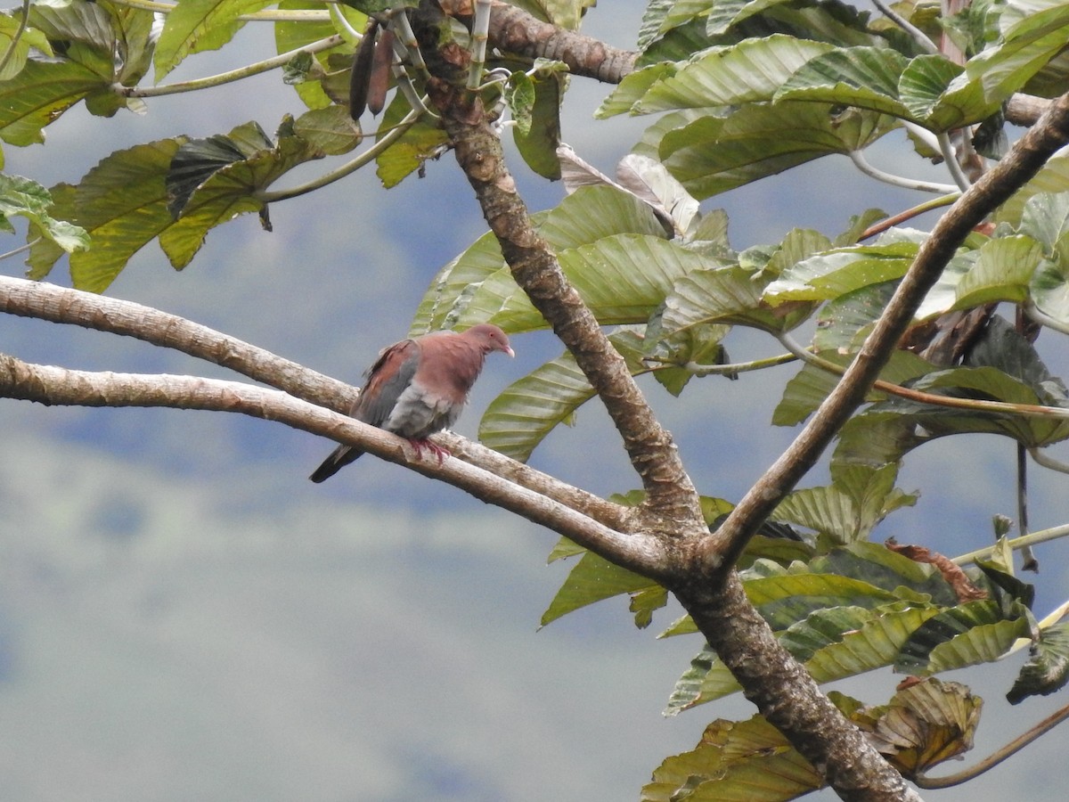 Red-billed Pigeon - ML608447504