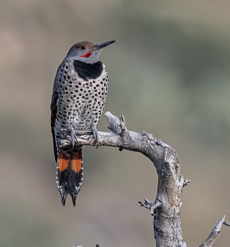 Northern Flicker (Red-shafted) - ML608447508