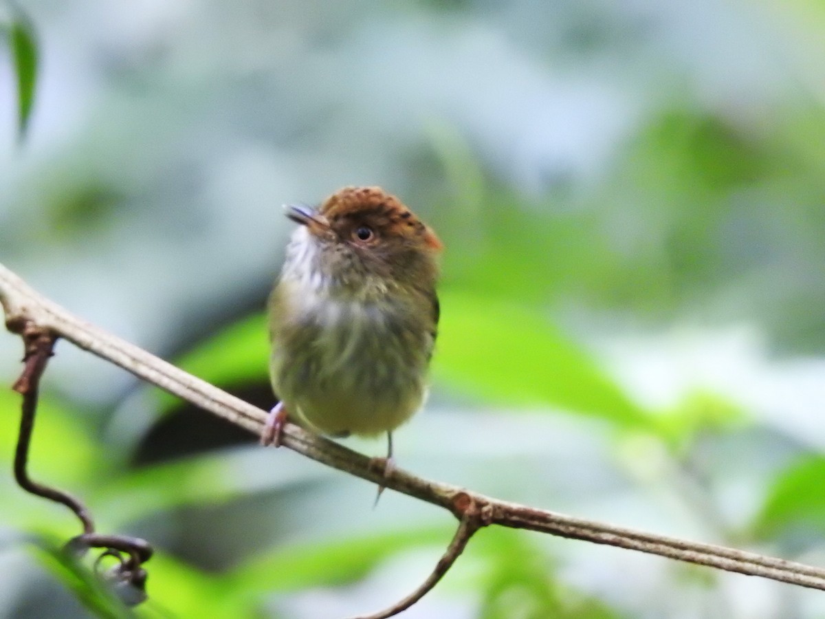 Scale-crested Pygmy-Tyrant - ML608447557