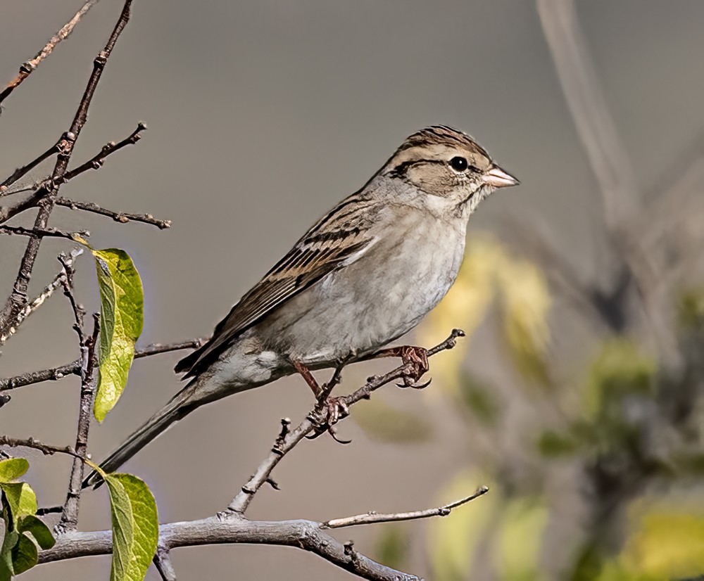 Chipping Sparrow - ML608447644