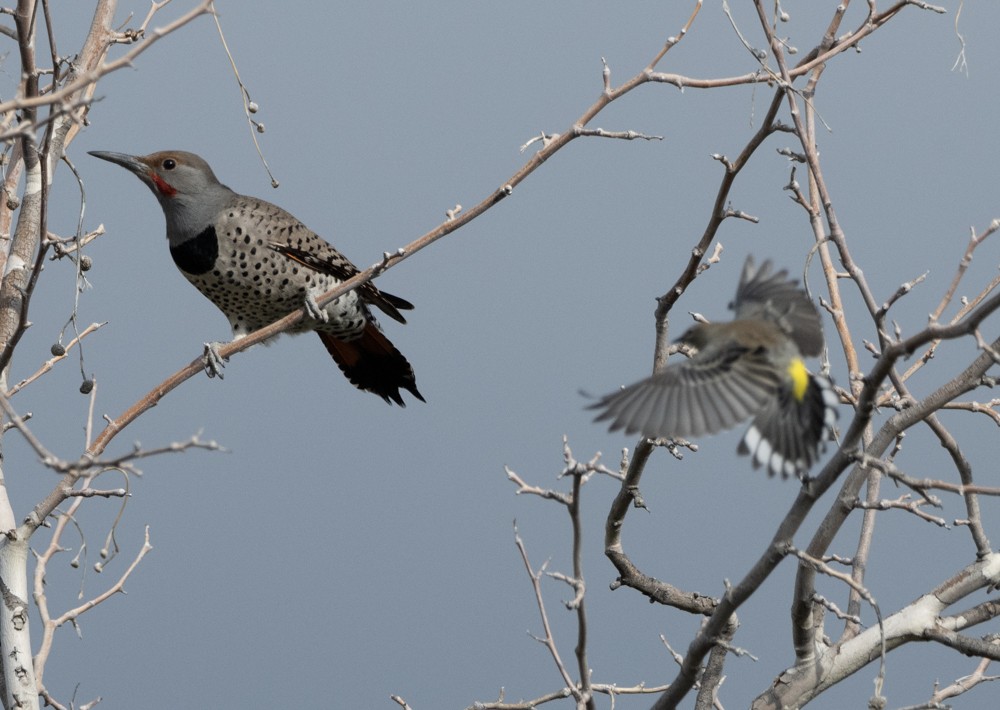 Northern Flicker (Red-shafted) - ML608447659