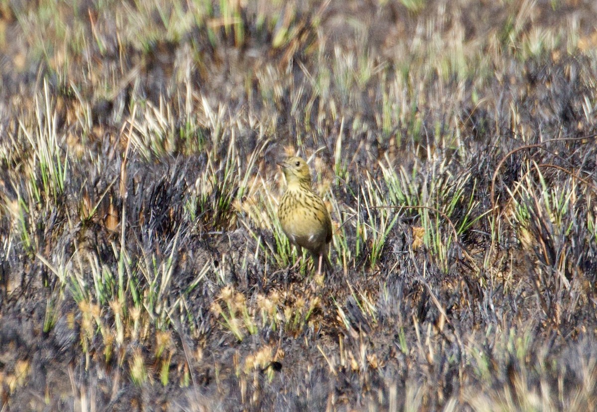 Ochre-breasted Pipit - ML608447912